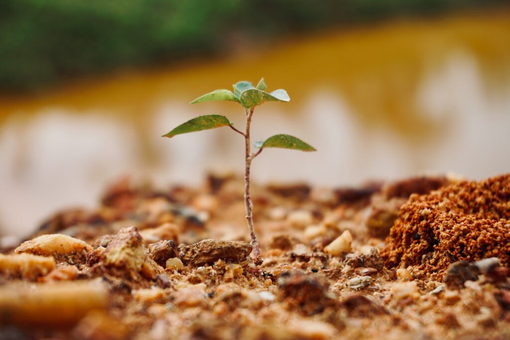 A baby plant in soil
