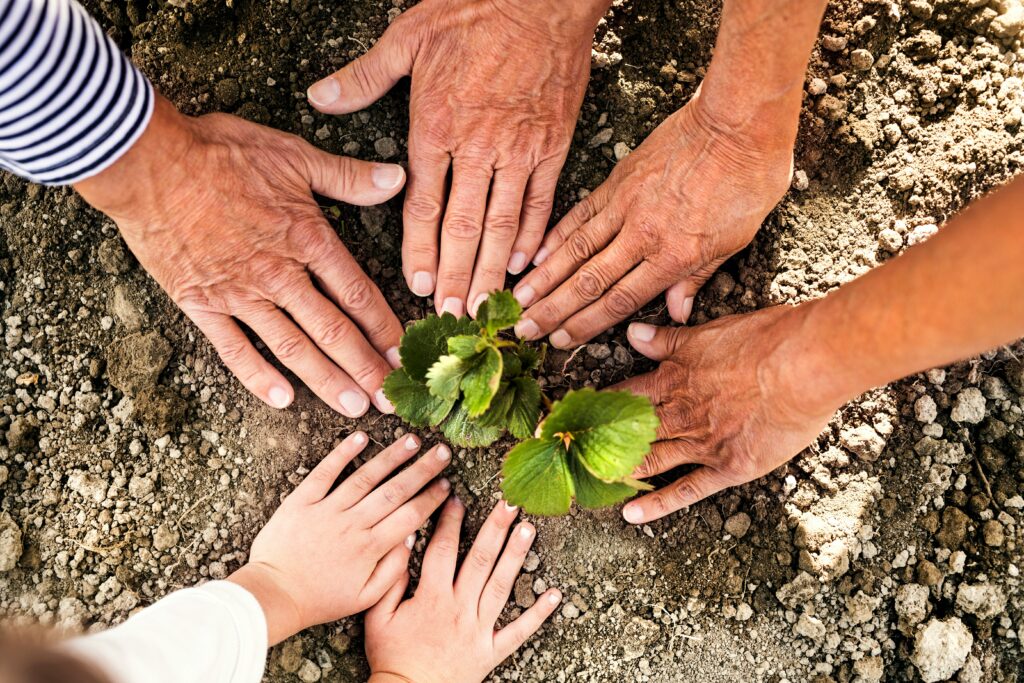 Three sets of hands touching a plant in soil